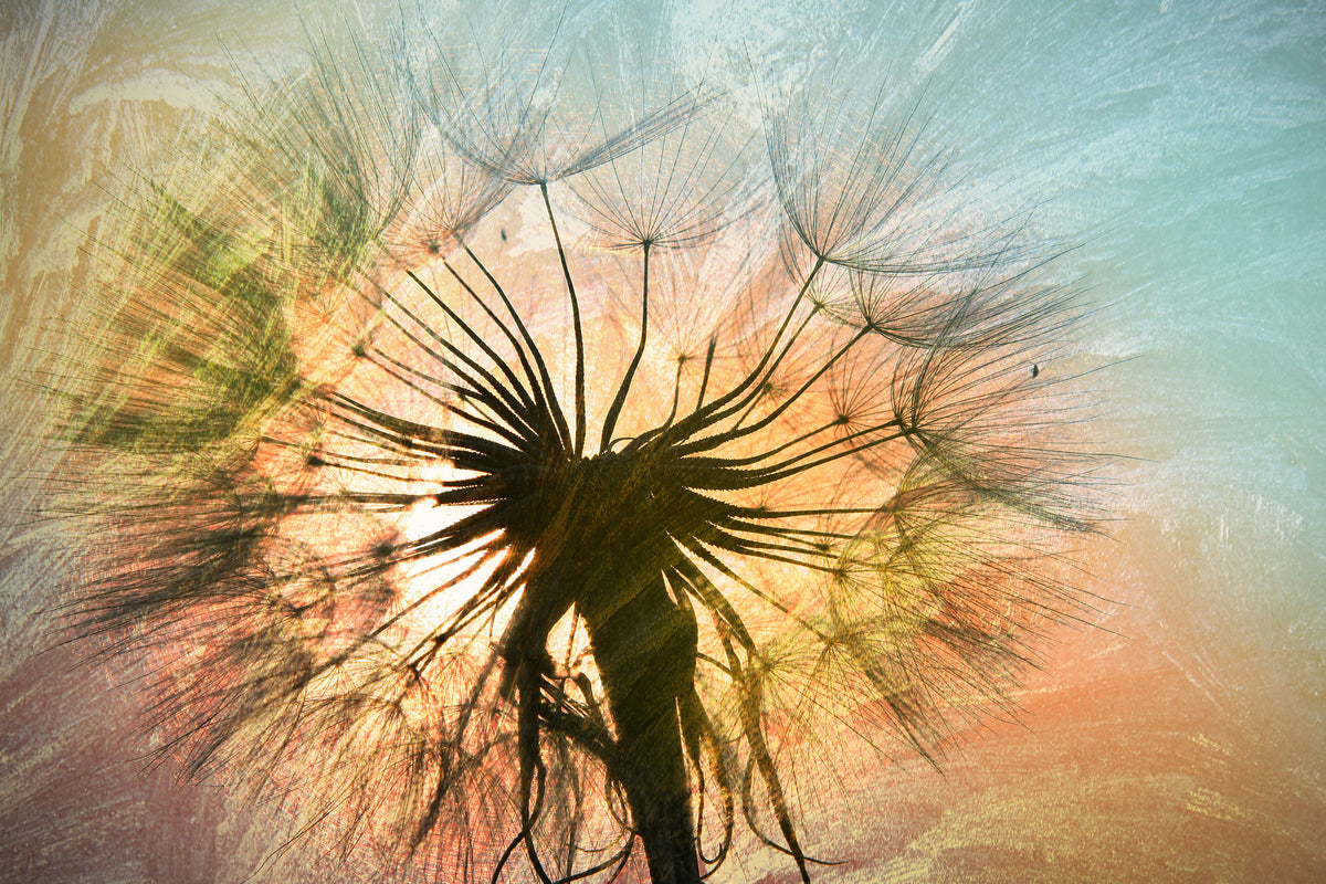 aluminium-print-xxl-dandelion