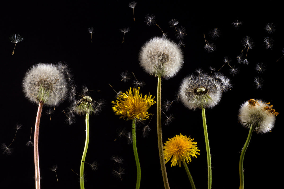 framedcanvas-print-the-phases-of-dandelion