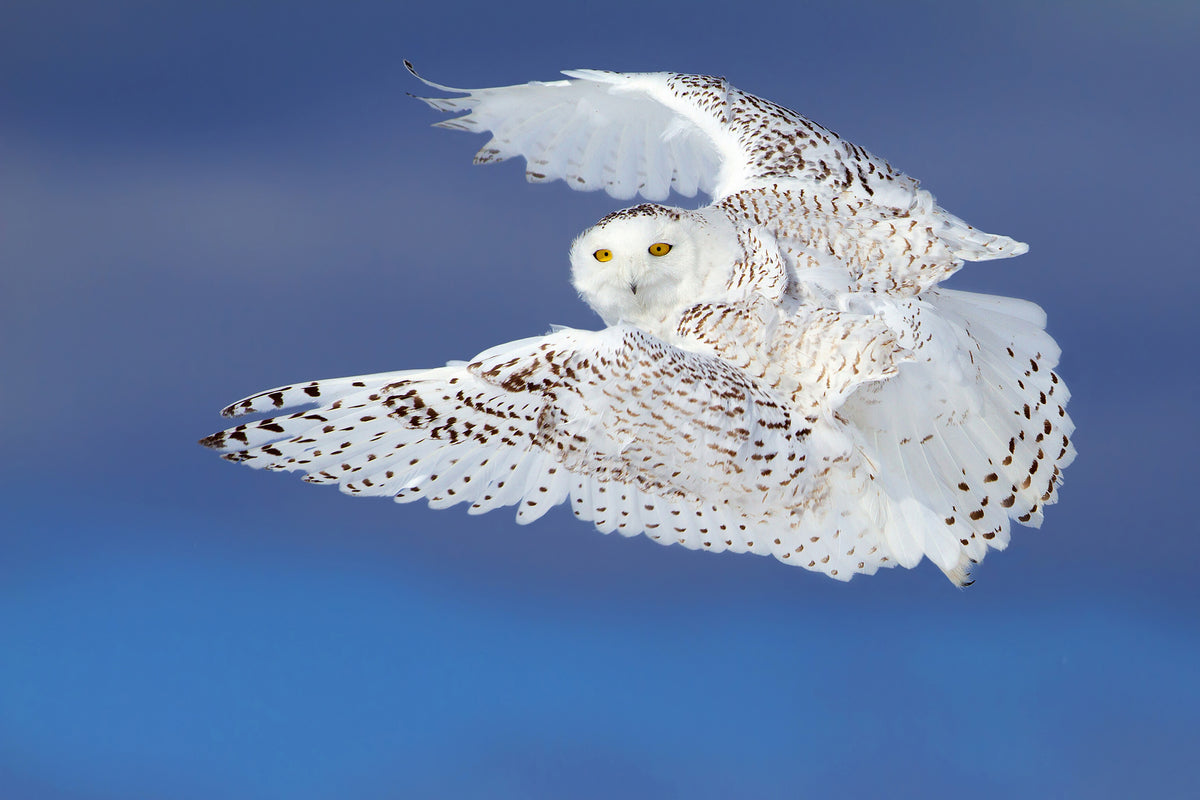 framedcanvas-print-flight-of-the-snowy-snowy-owl