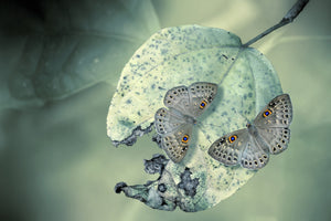 3-piece-canvas-print-duet