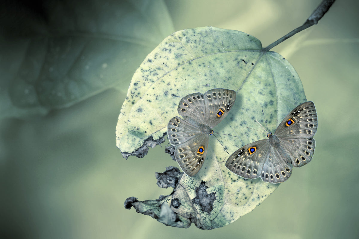 3-piece-canvas-print-duet