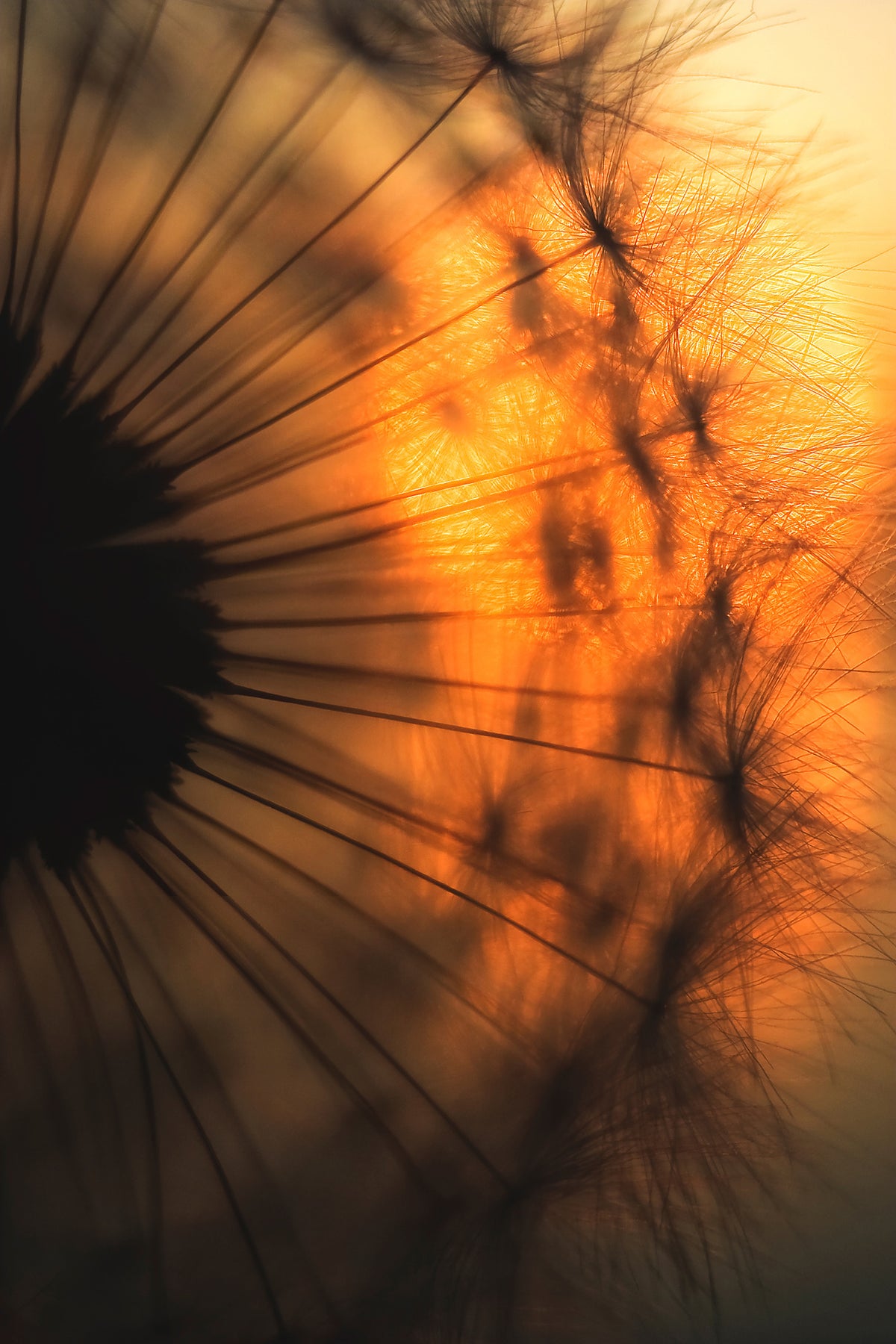framedposter-print-sunset-x