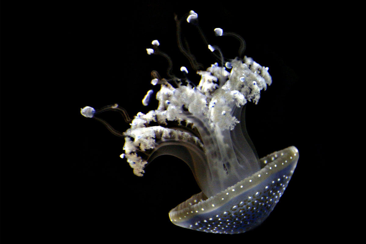 3-piece-aluminium-print-fascinating-jellyfish