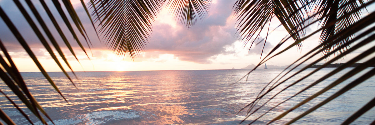 panoramic-3-piece-aluminium-print-under-palm-leaves-panorama