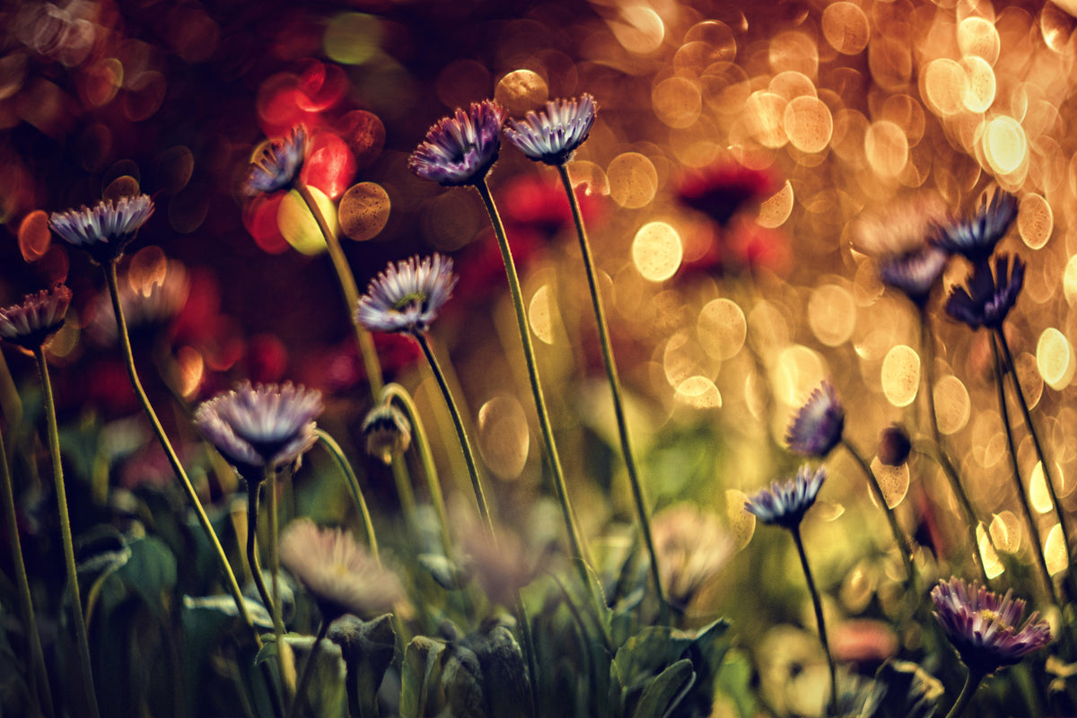 framedposter-print-summer-flowers