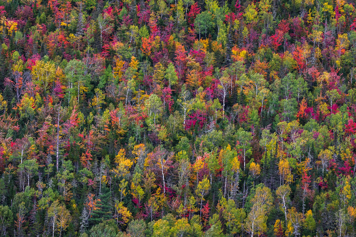 acrylic-print-color-palette-x