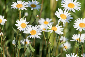 poster-print-xl-daisies