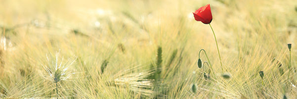 panoramic-3-piece-aluminium-print-a-poppy-panorama