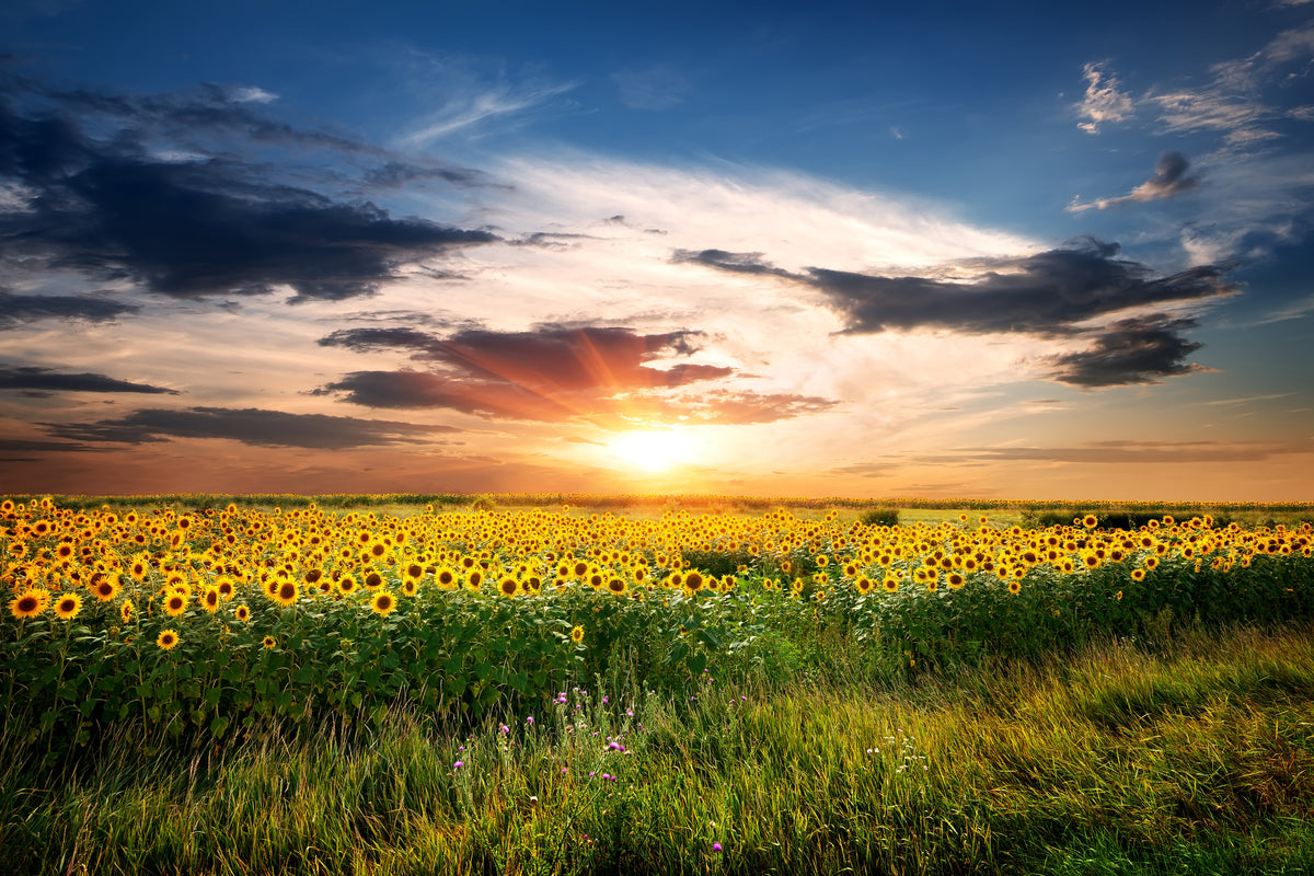 acrylic-print-a-field-of-sunflowers