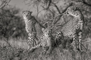 canvas-print-three-cats