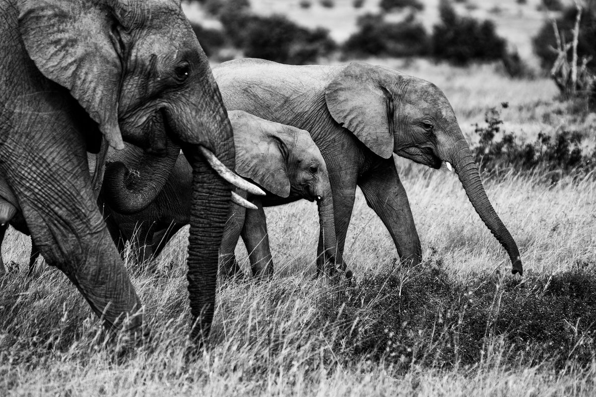 framedposter-print-elephant-family-x