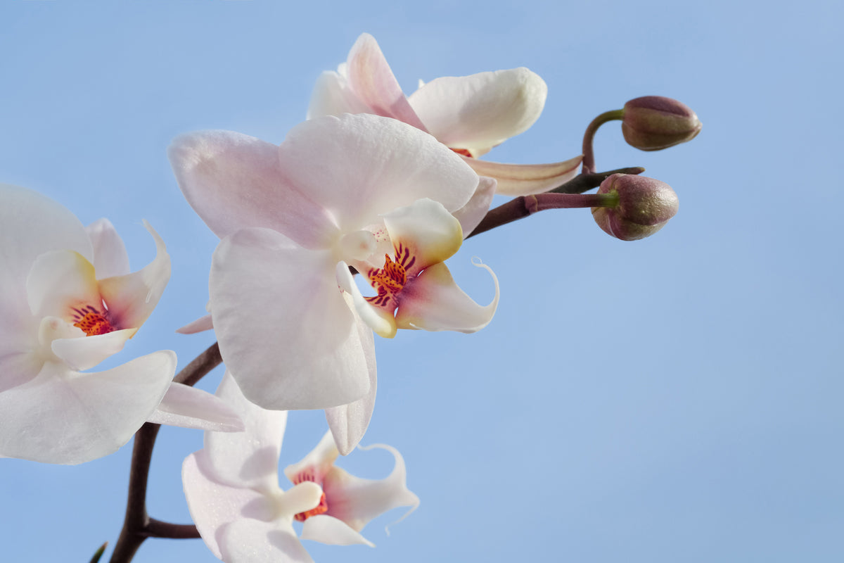 poster-print-orchid-in-the-sky