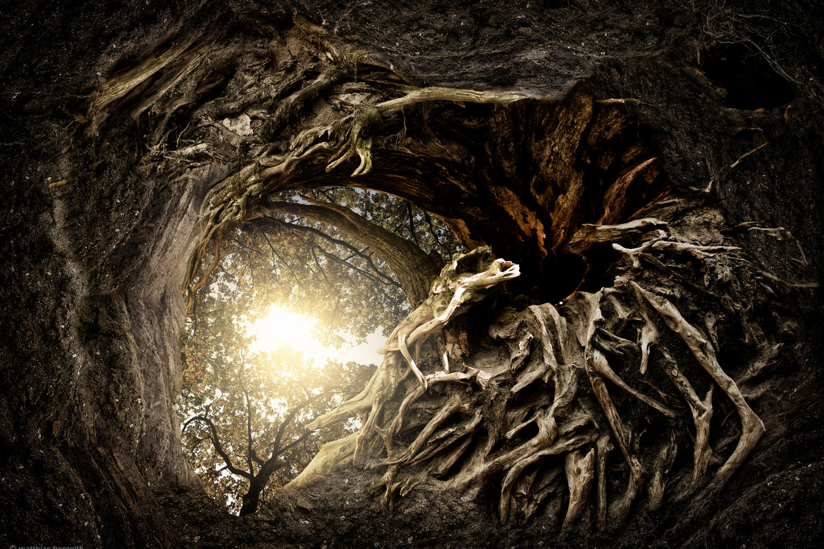 framedcanvas-print-under-the-trees