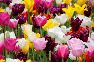 poster-print-colorful-tulip-field