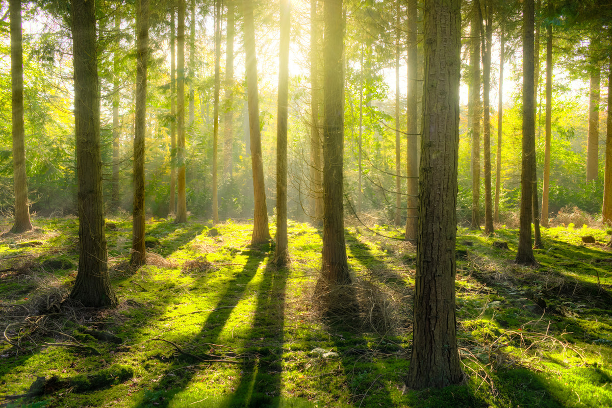 3-piece-aluminium-print-in-the-middle-of-the-woods