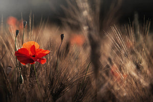 acrylic-print-poppy-with-corn-x