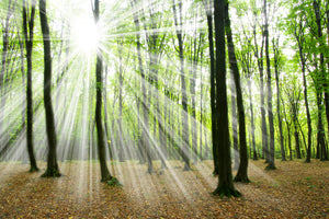3-piece-acrylic-print-magic-light-in-the-trees