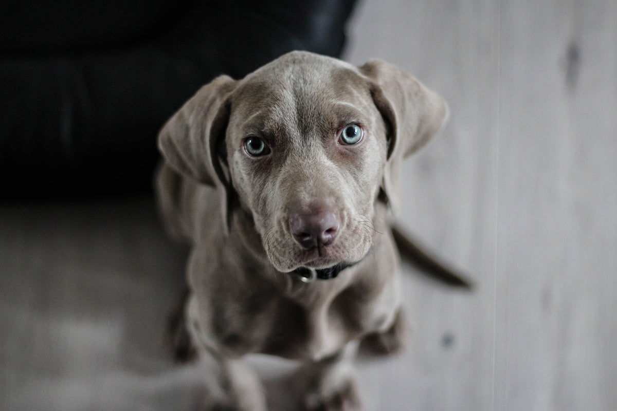 3-piece-aluminium-print-the-weimaraner