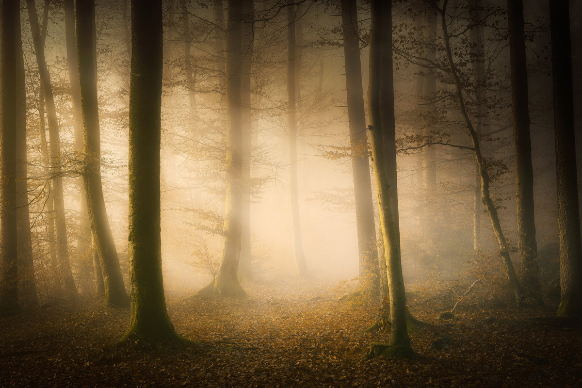 framedposter-print-november-whispers-x