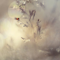 canvas-print-little-lady