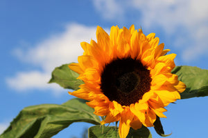acrylic-print-sunflower-in-bloom