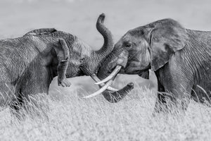 aluminium-print-elephant-qtai-chiq-x