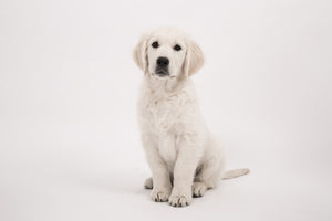 framedposter-print-sweet-golden-retriever-puppy