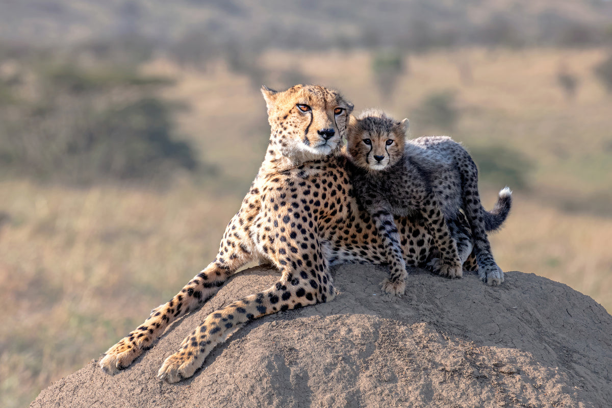 acrylic-print-cheetah-and-cup-x