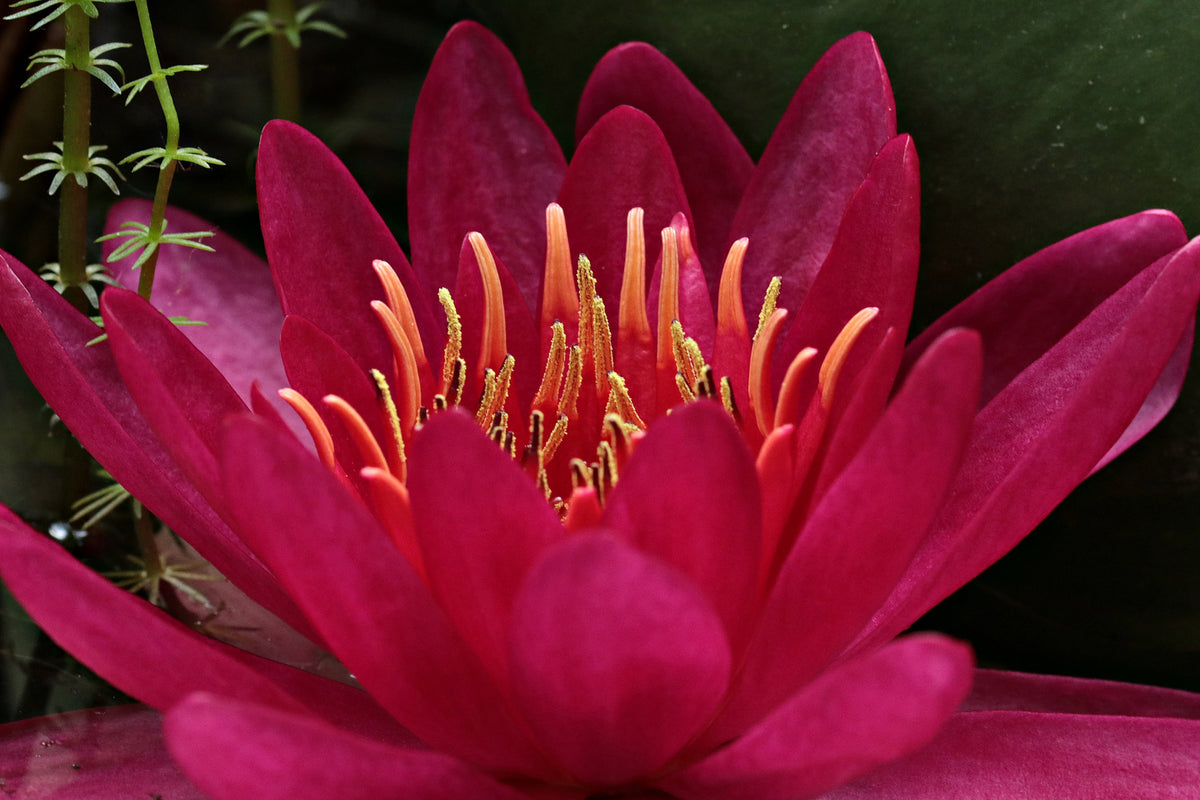 framedposter-print-wonderful-water-lily