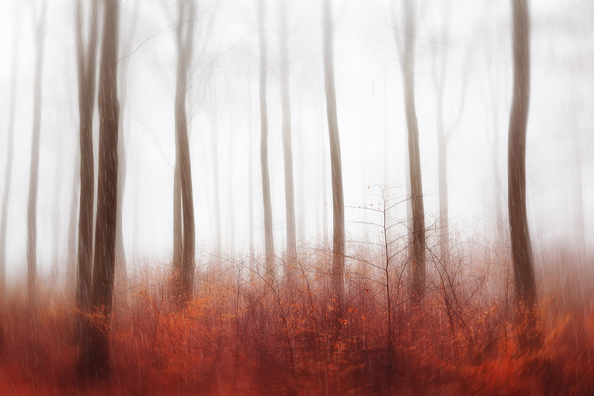 framedposter-print-endless-woods-x