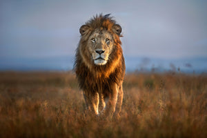 framedposter-print-lion-close-up-x