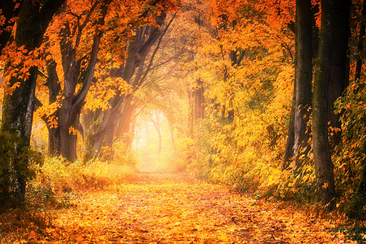 framedposter-print-colors-magnificent-forest