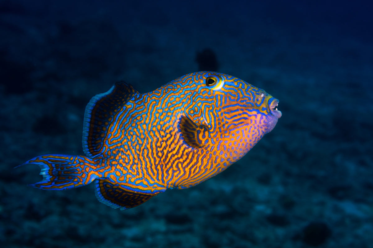 poster-print-blue-triggerfish