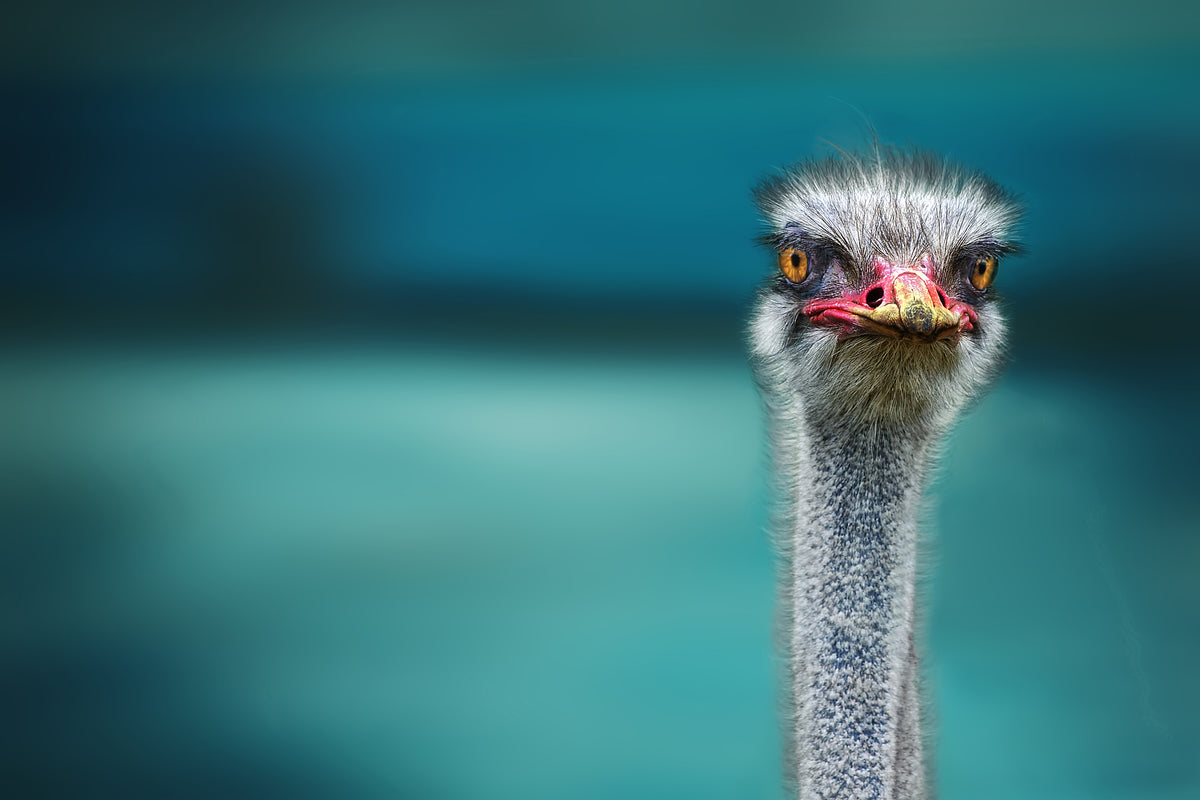poster-print-blue-meets-ostrich
