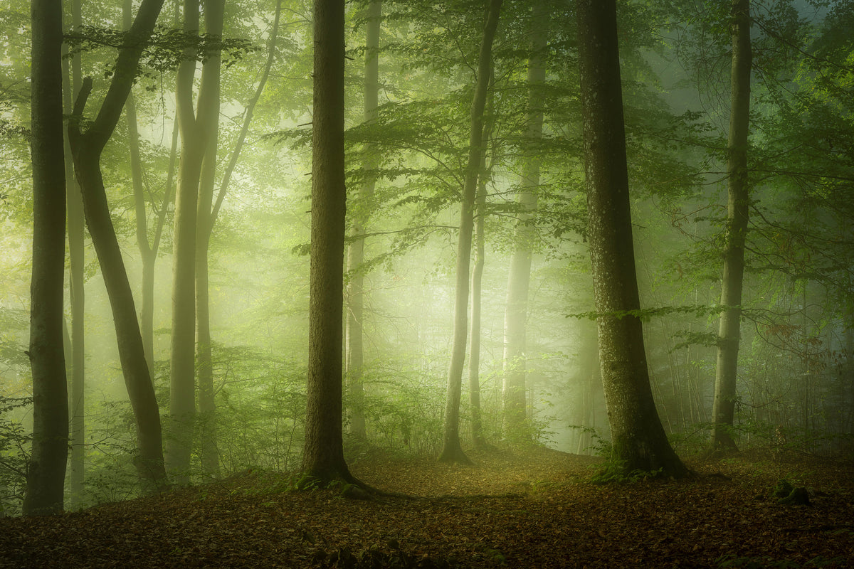 canvas-print-mysterious-spring-morning-x