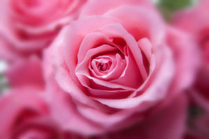 framedcanvas-print-roses-macro