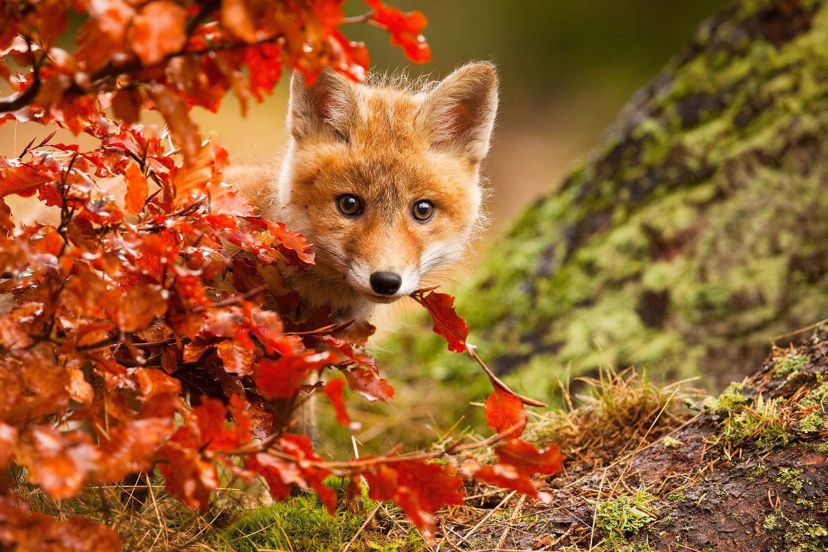 framedcanvas-print-fox-x