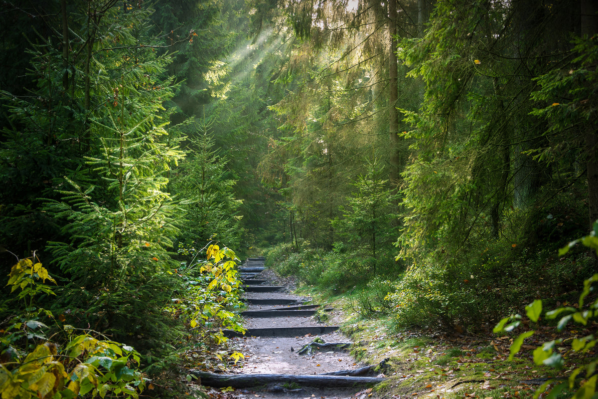 3-piece-aluminium-print-a-path-between-firs