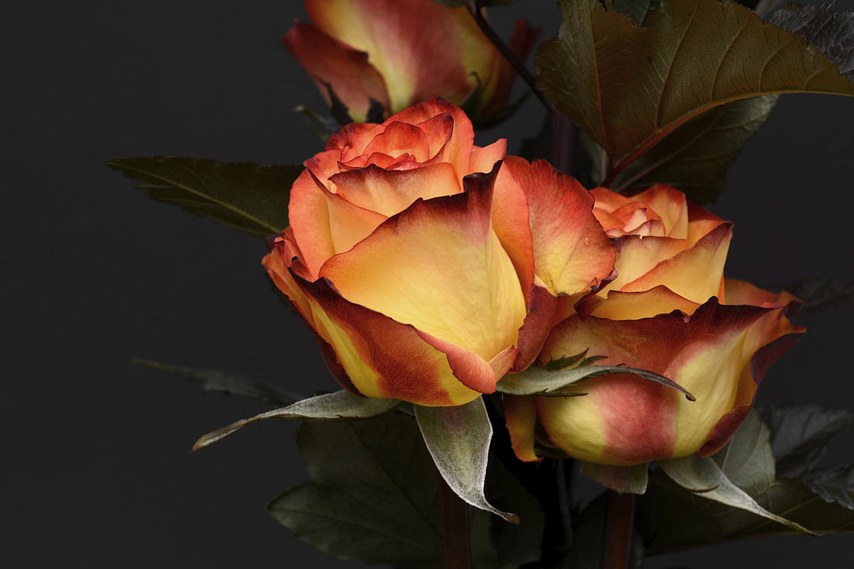 framedposter-print-roses-of-the-romance