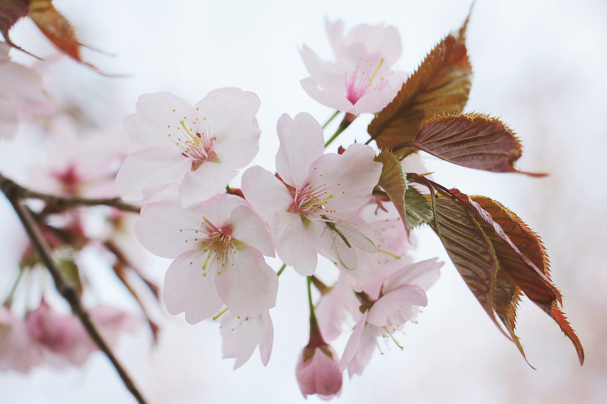 3-piece-canvas-print-lovely-japanese-cherry