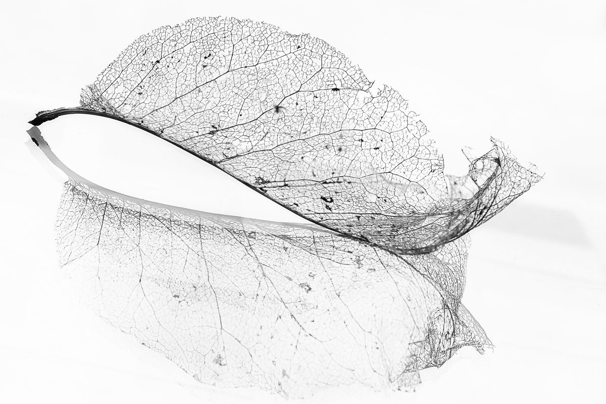 acrylic-print-the-old-leaf-x