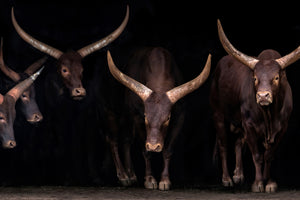 poster-print-watusi-family-x