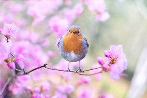 poster-print-spring-bird