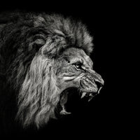 aluminium-print-roaring-lion-2-x