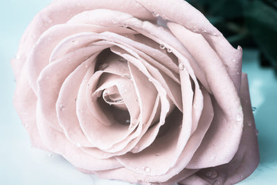 poster-print-pastel-rose