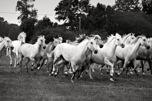 3-piece-acrylic-print-the-mustang-herd