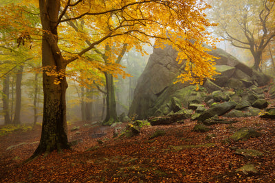 poster-print-autumn-forest-x