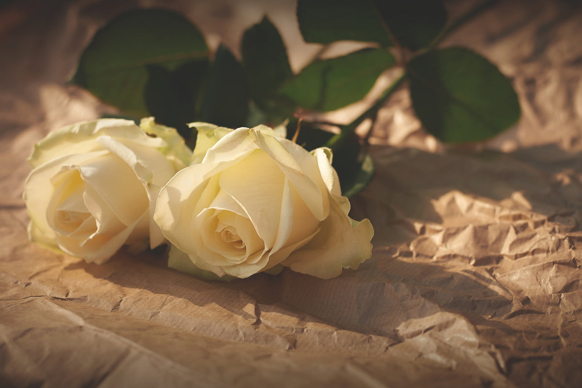modern-3-piece-aluminium-print-the-purity-of-the-roses