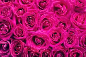 framedposter-print-rose-petals-in-pink