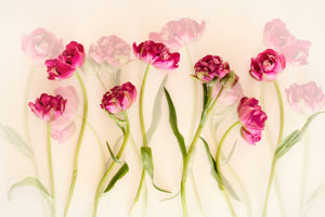 acrylic-print-tulips-xgj